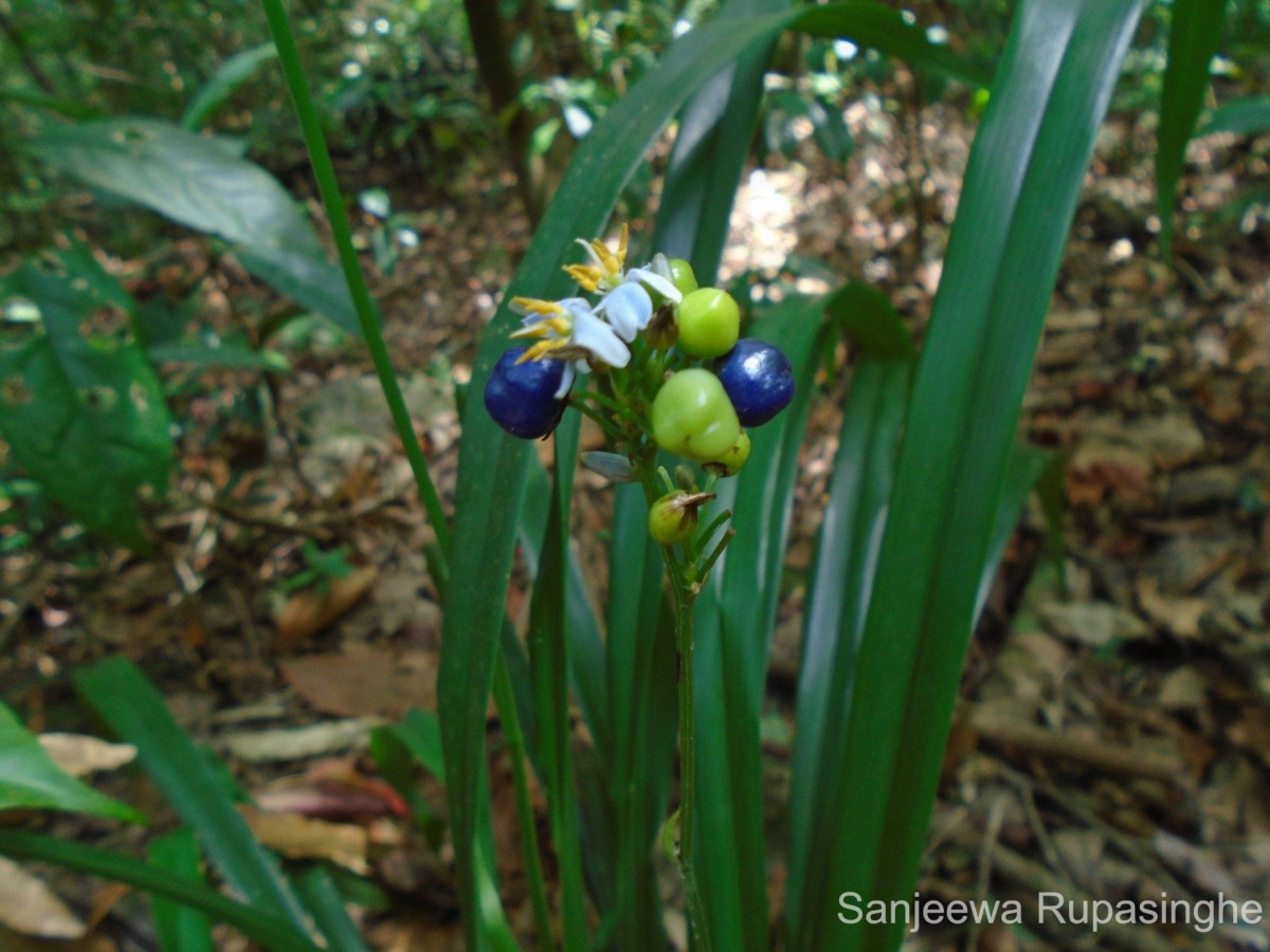 Dianella ensifolia (L.) Redouté